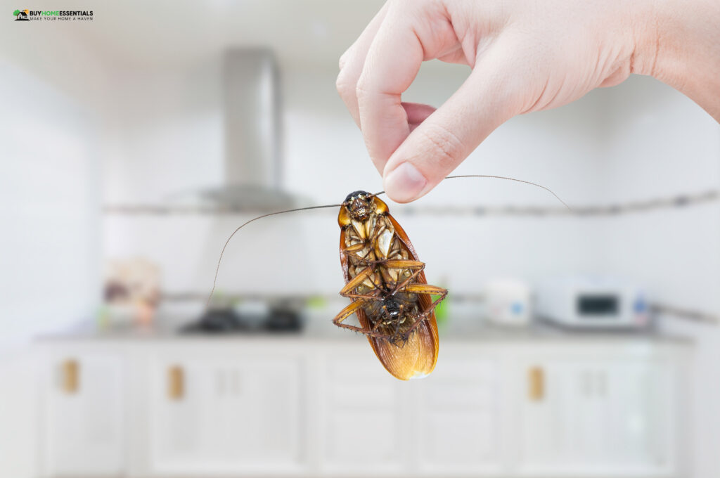 eliminate cockroaches in the kitchen